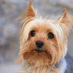 Yorkshire Terrier wallpapers for iphone