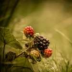 Blackberry Food PC wallpapers