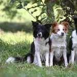 Border Collie wallpapers for iphone