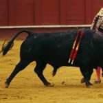 Bullfighting images
