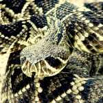 Eastern Diamondback Rattlesnake free download