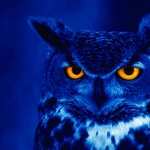 Great Horned Owl PC wallpapers