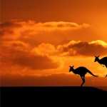 Kangaroo hd wallpaper