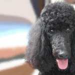 Poodle free download