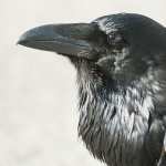 Raven free