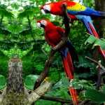 Scarlet Macaw widescreen