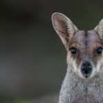 Wallaby wallpapers for android