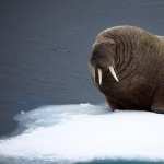 Walrus high quality wallpapers