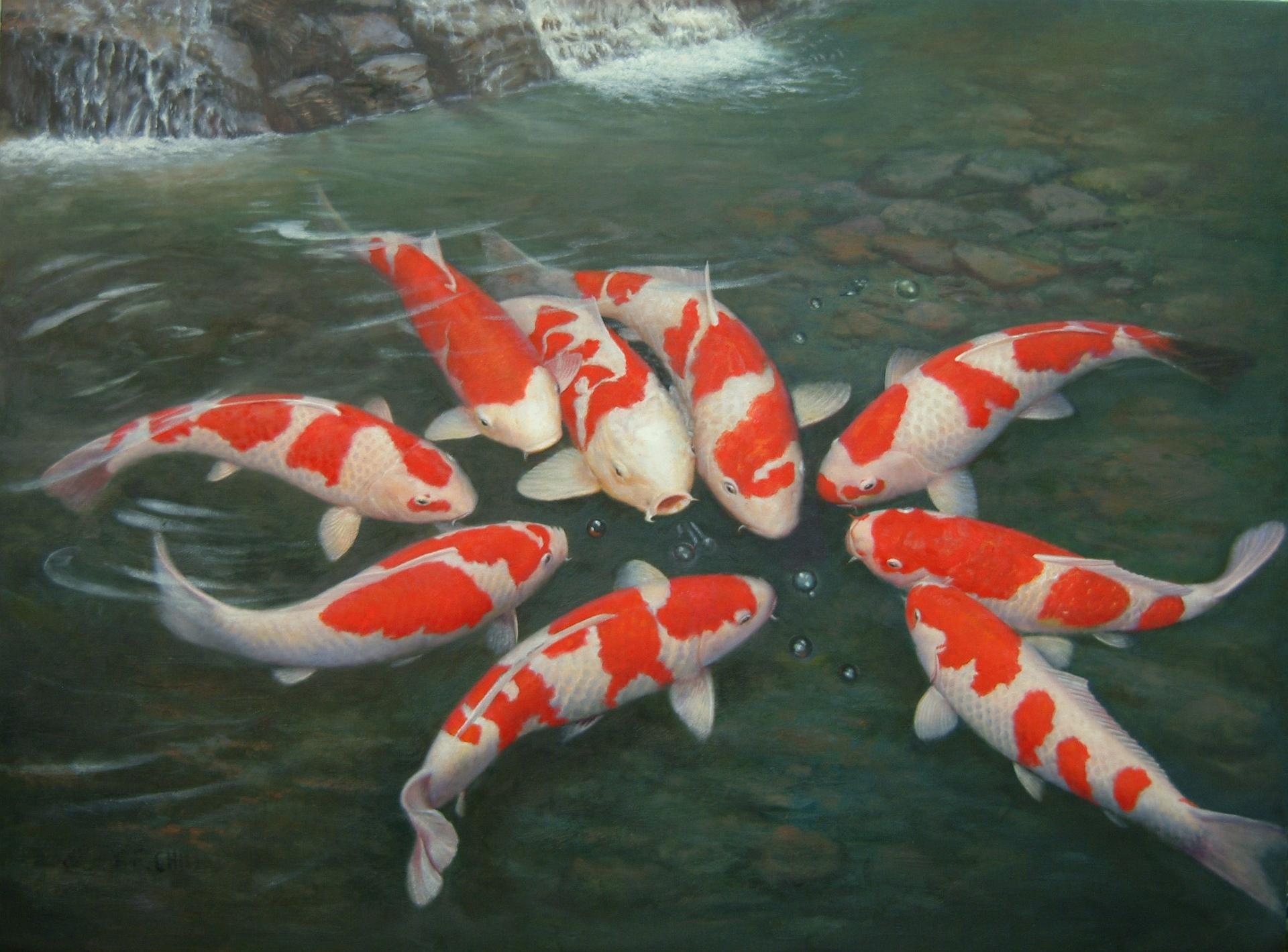 Koi Wallpaper HD Download