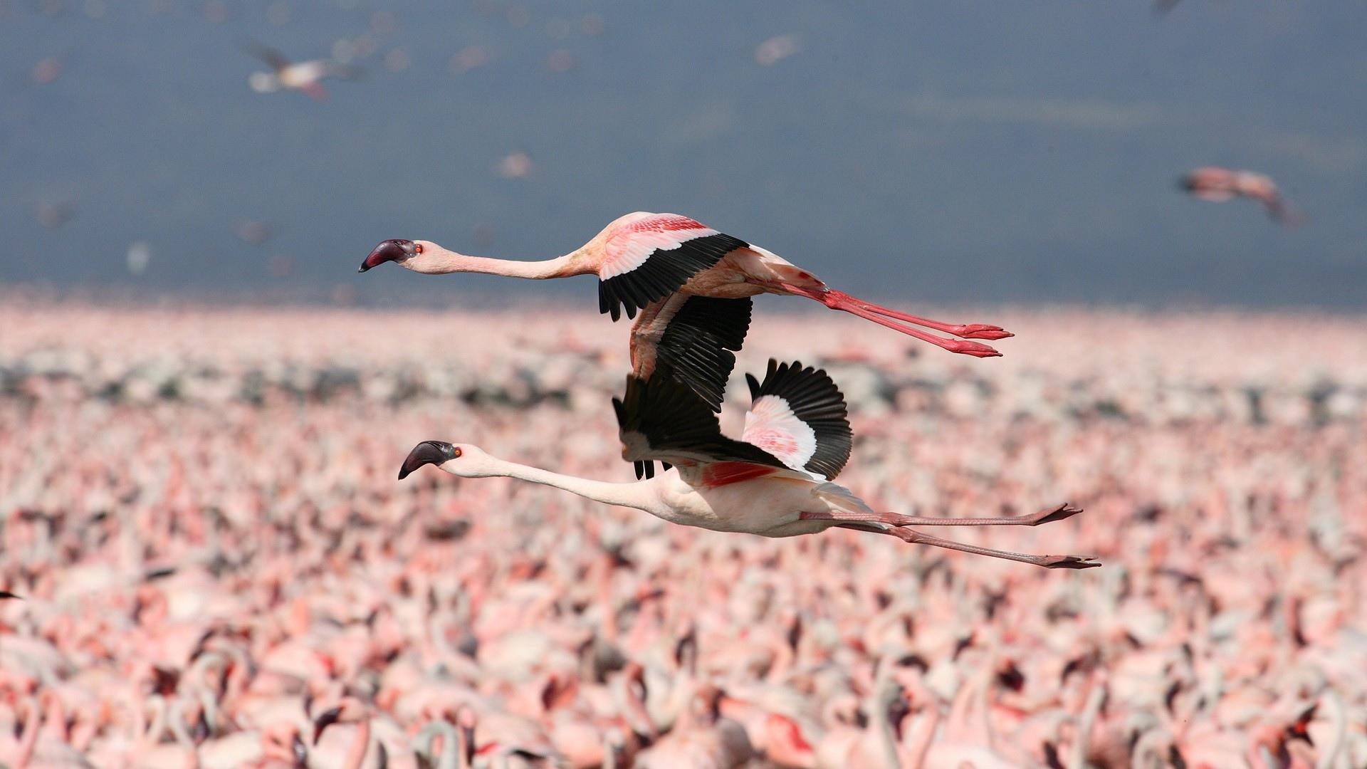 природа птицы розовый фламинго небо облака скачать