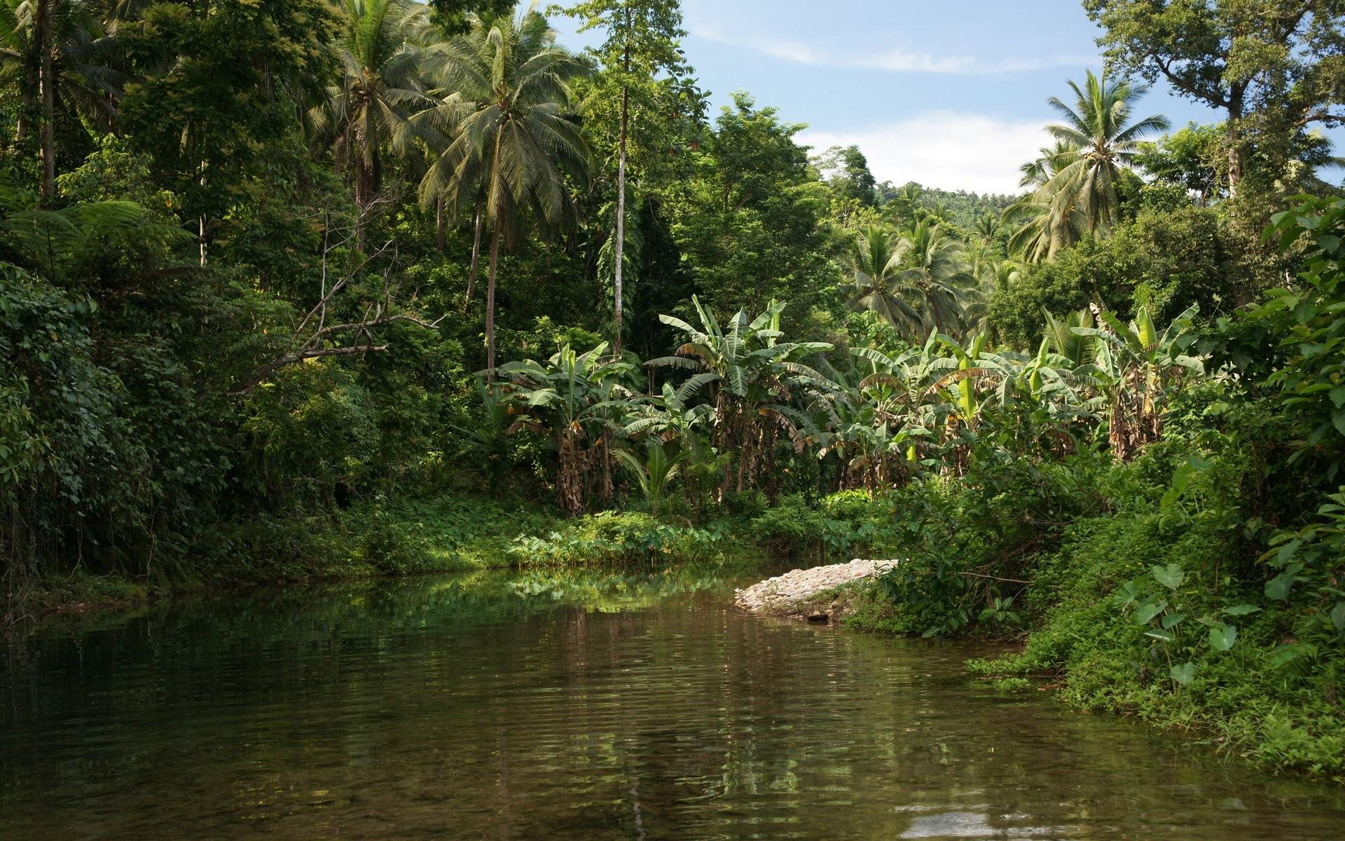 Jungle download. Чунцин тропические джунгли. Тропические леса центральной Африки. Джунгли Западной Африки. Африка тропические леса джунгли.