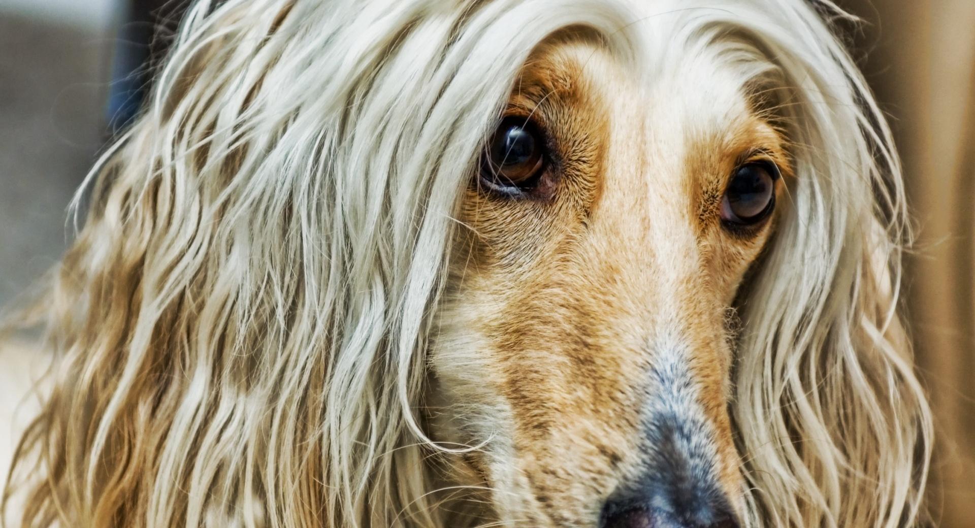 Afghan Dog at 1280 x 960 size wallpapers HD quality