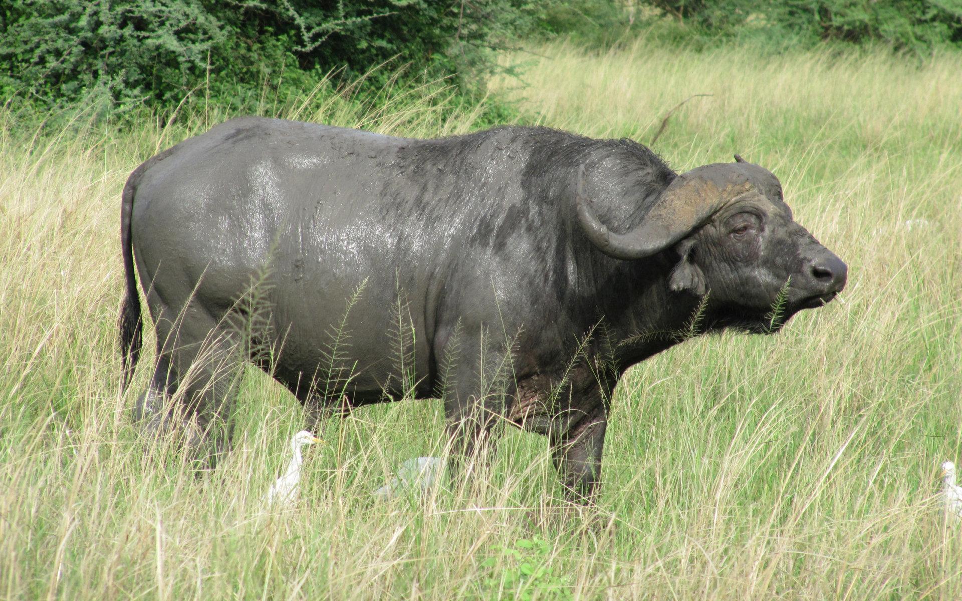 African Buffalo at 320 x 480 iPhone size wallpapers HD quality