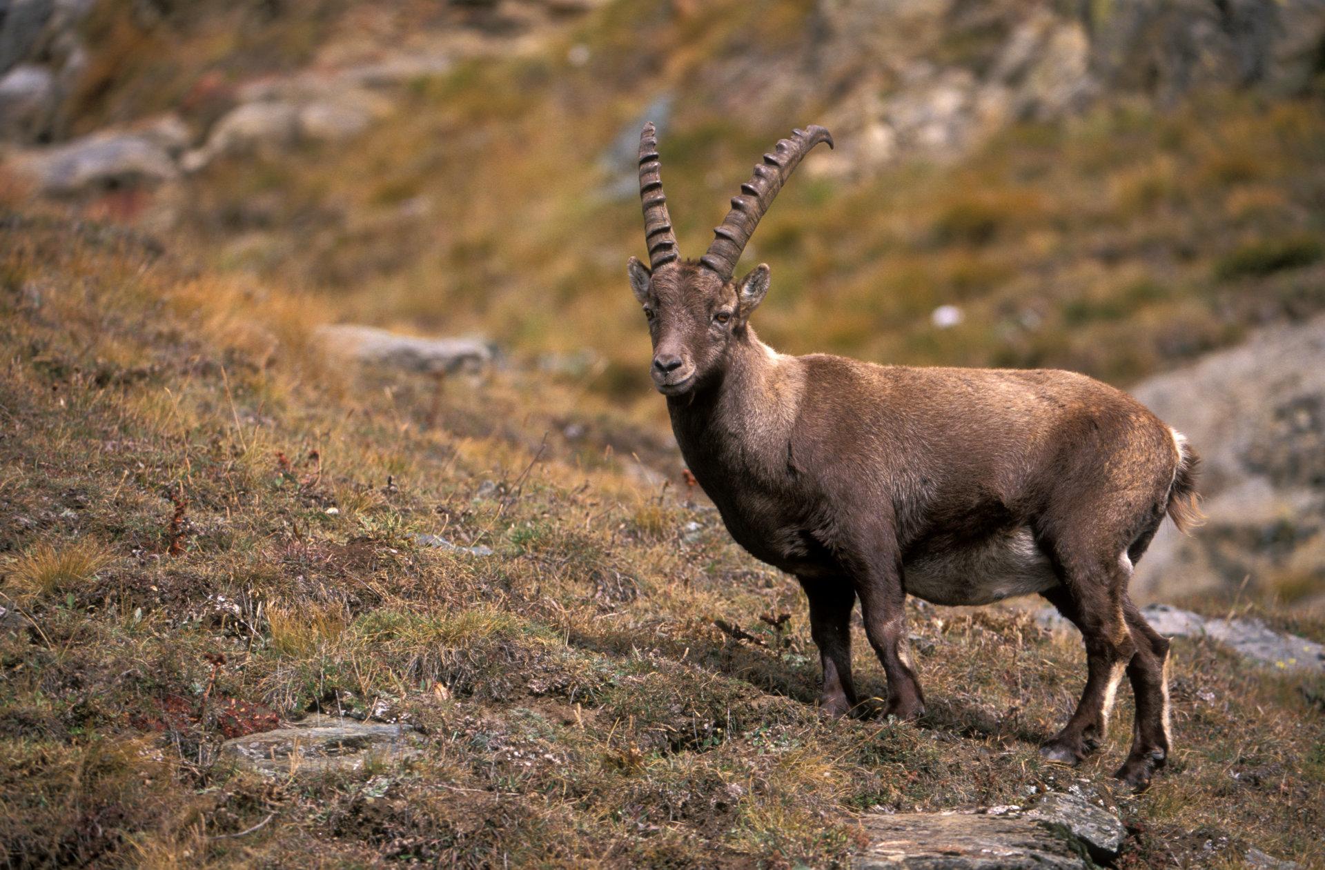Alpine Ibex at 640 x 1136 iPhone 5 size wallpapers HD quality