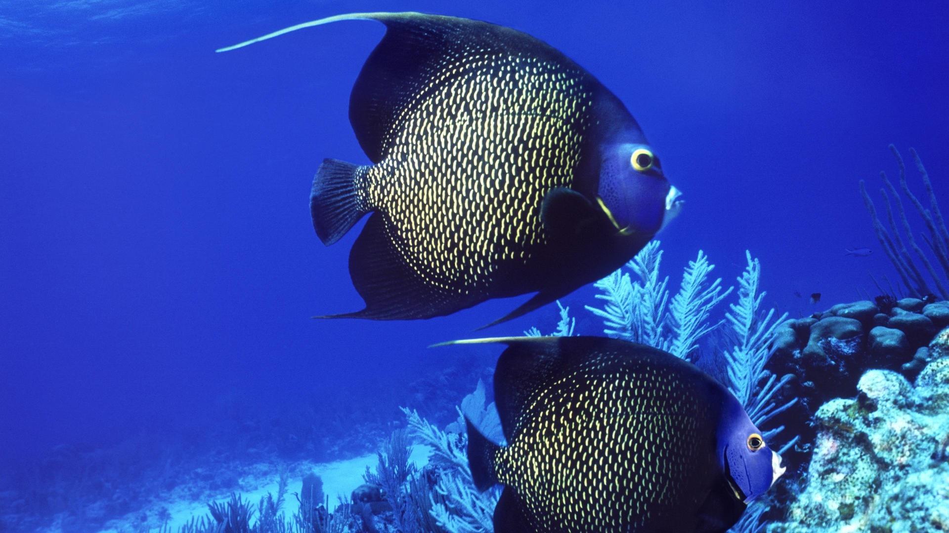 Angelfish at 1280 x 960 size wallpapers HD quality