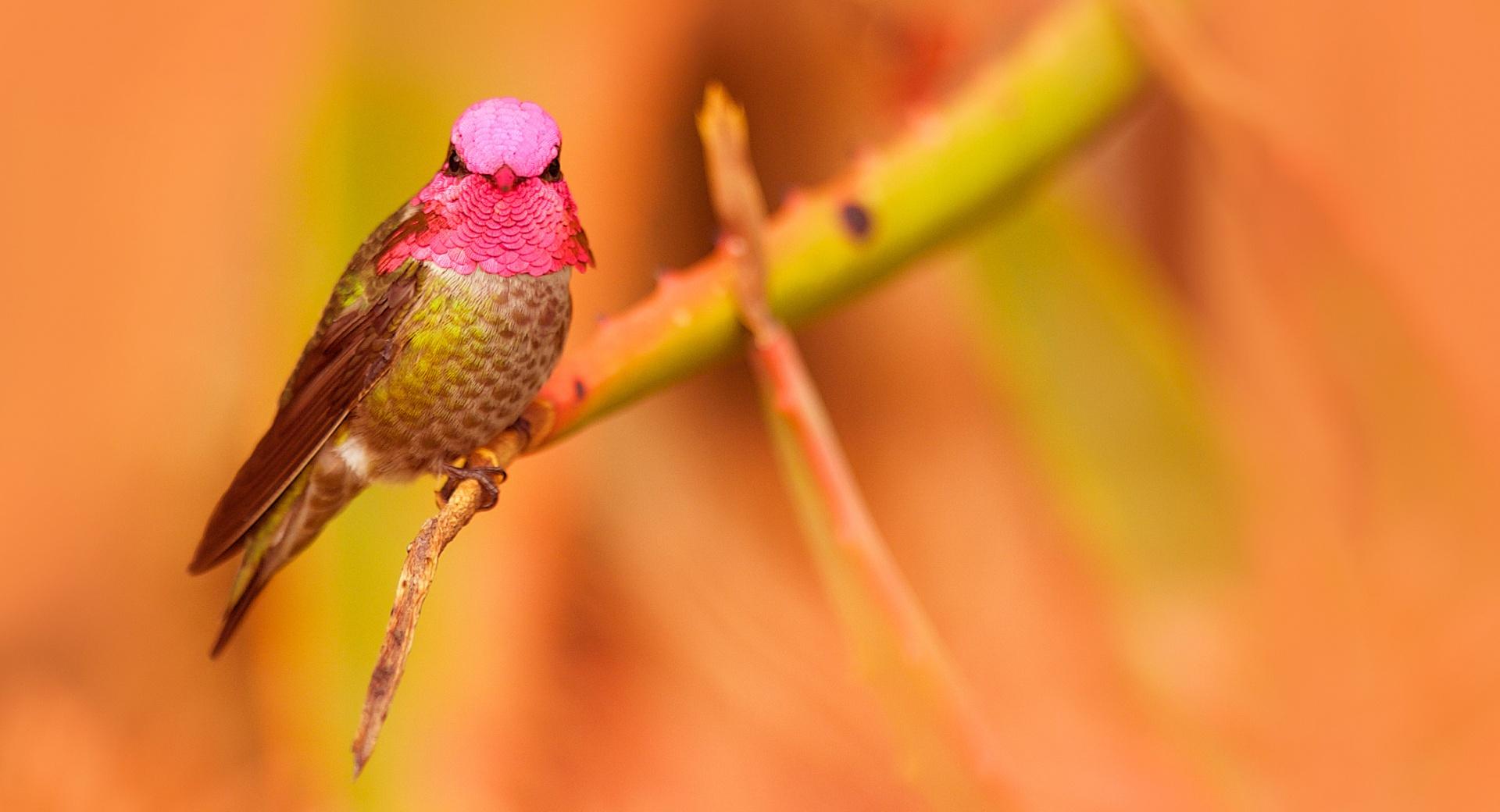 Annas Hummingbird Male Pink Head at 2048 x 2048 iPad size wallpapers HD quality