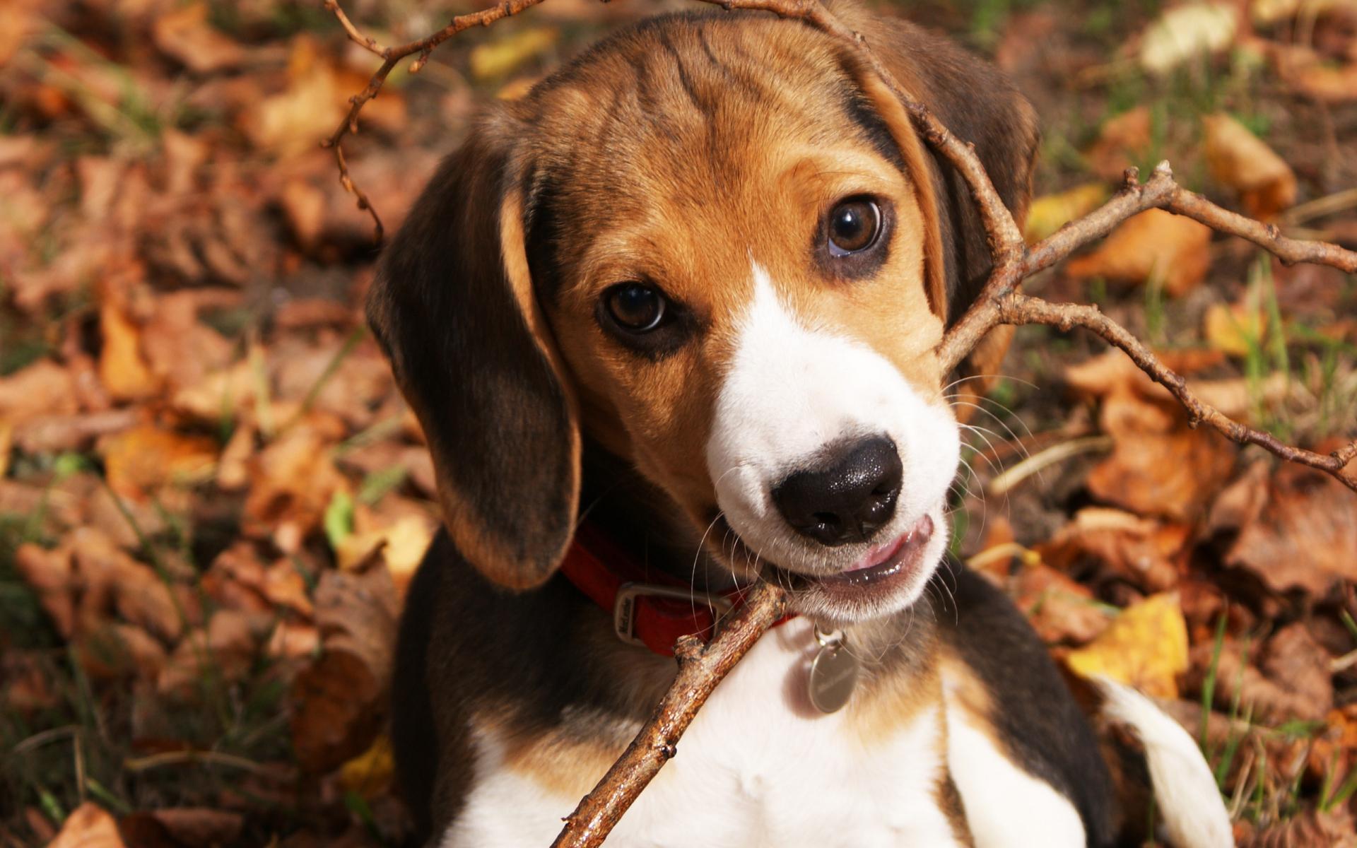 Beagle at 2048 x 2048 iPad size wallpapers HD quality