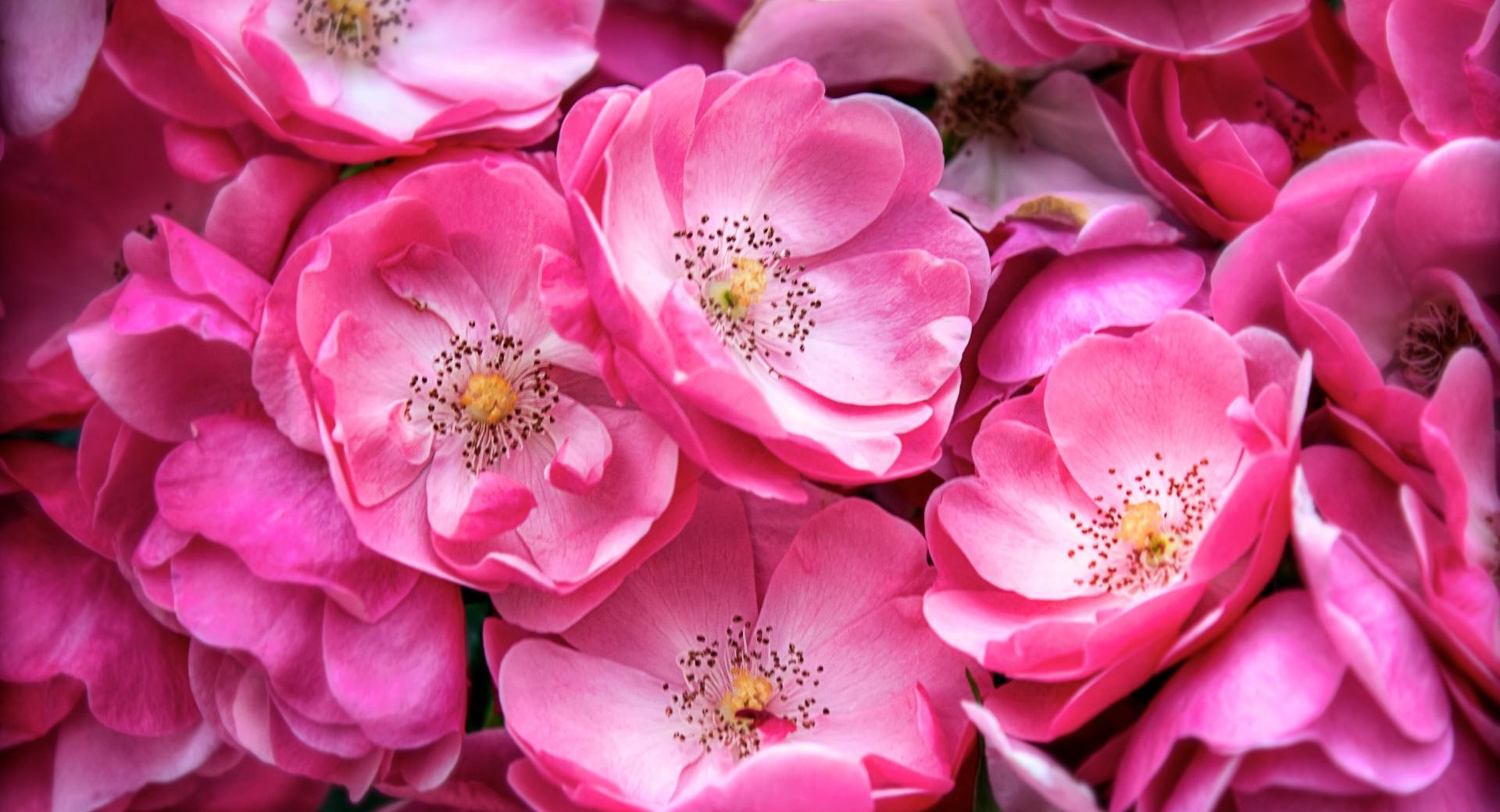 Beautiful Wild Roses wallpapers HD quality