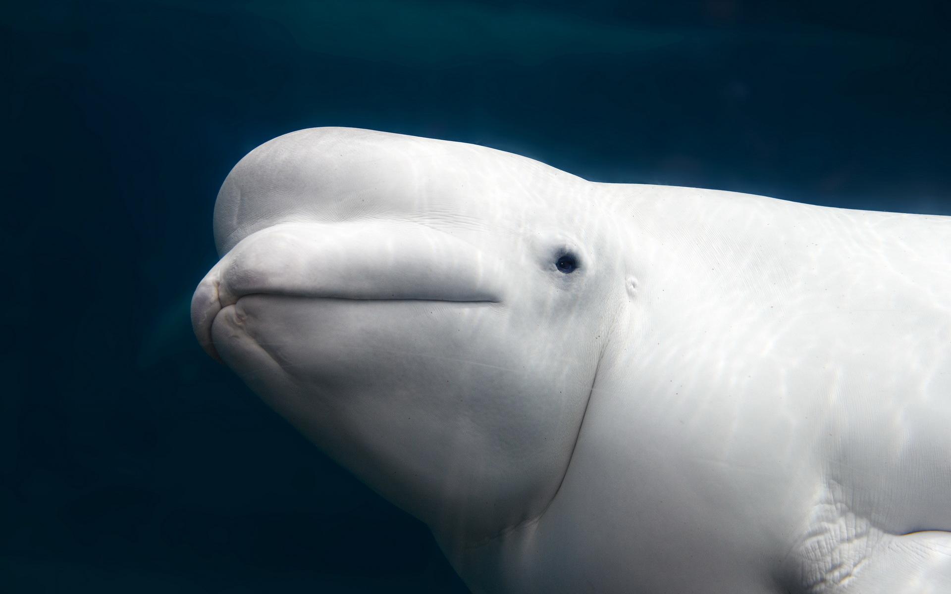 Beluga Whale wallpapers HD quality