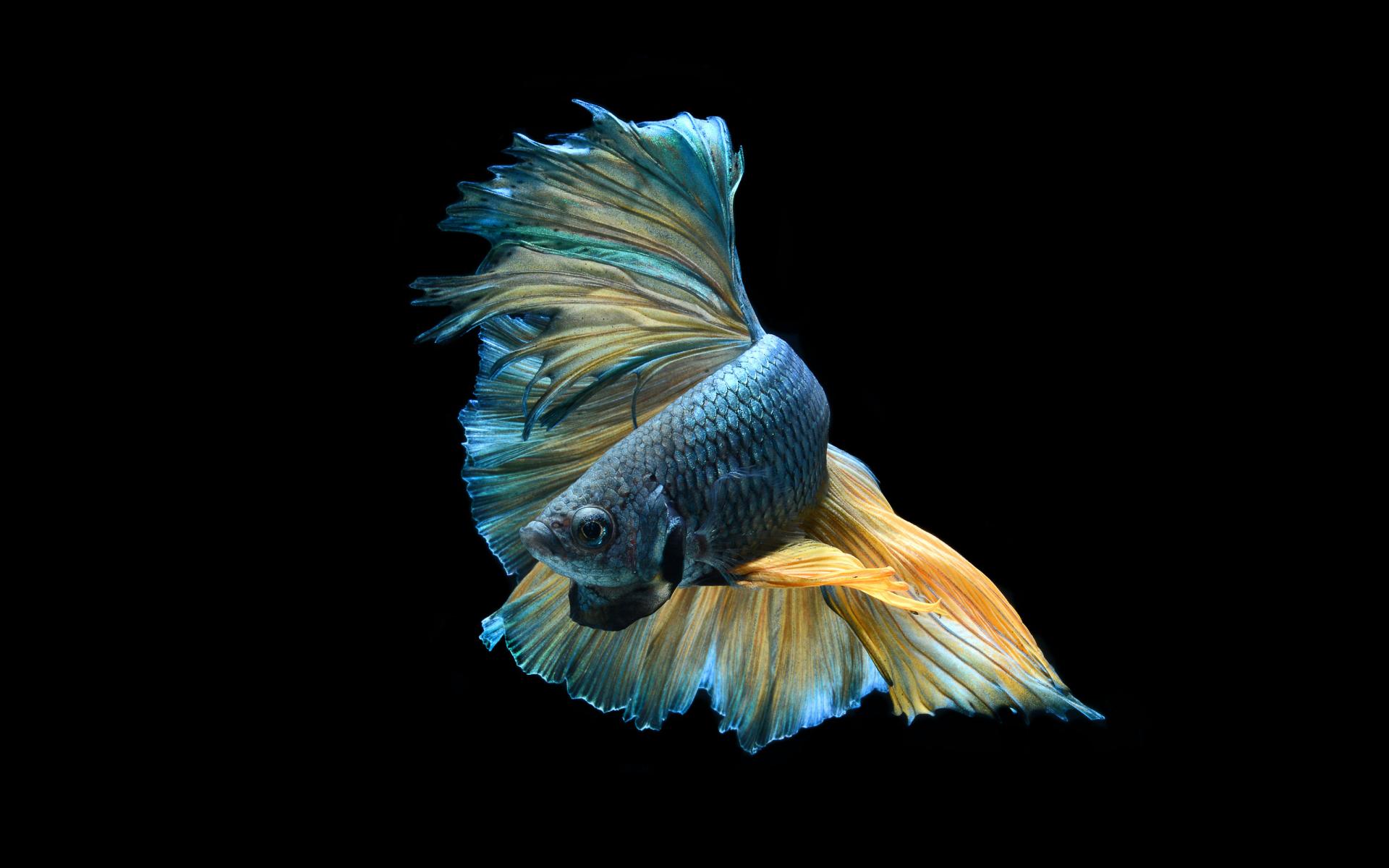 Betta at 640 x 1136 iPhone 5 size wallpapers HD quality