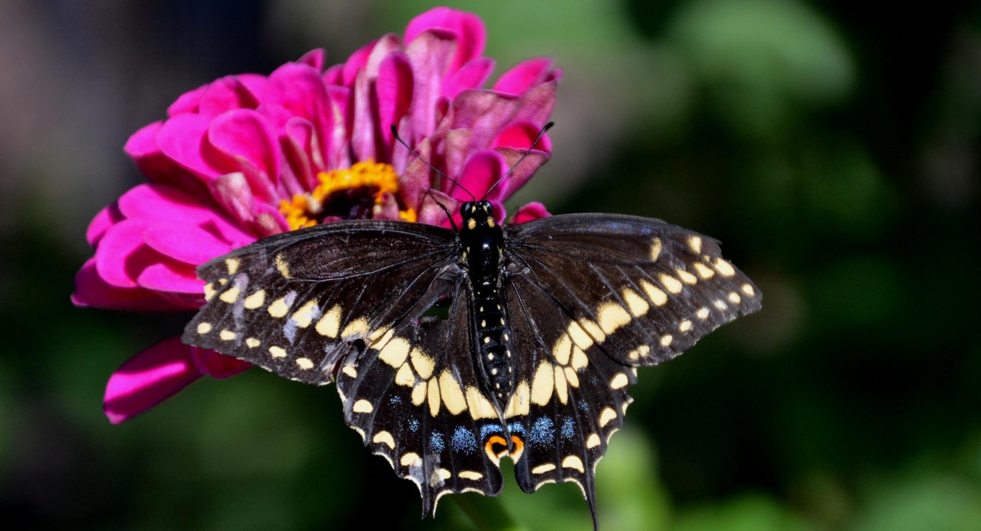 Black Swallowtail On A Zinnia Flower at 640 x 960 iPhone 4 size wallpapers HD quality