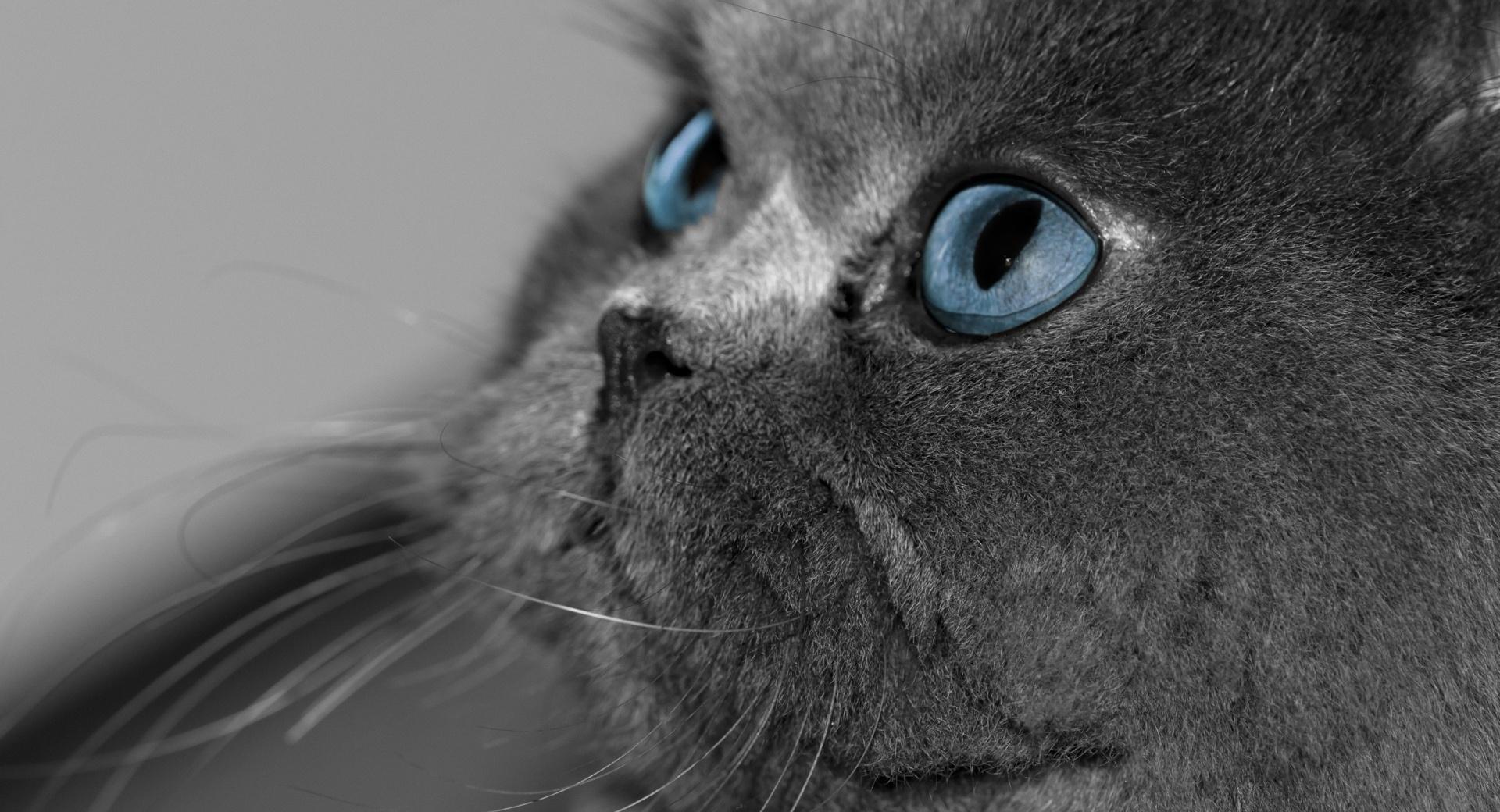 Blue Eyed Cat at 1600 x 1200 size wallpapers HD quality
