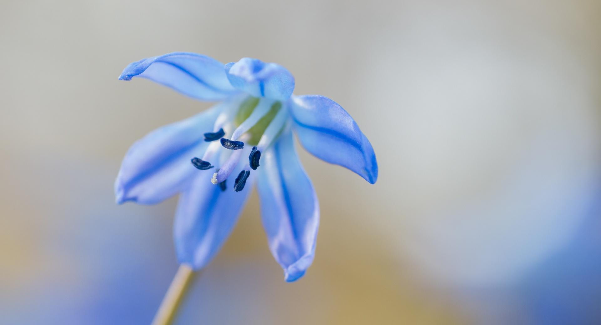 Blue Squill Flower Macro at 640 x 1136 iPhone 5 size wallpapers HD quality