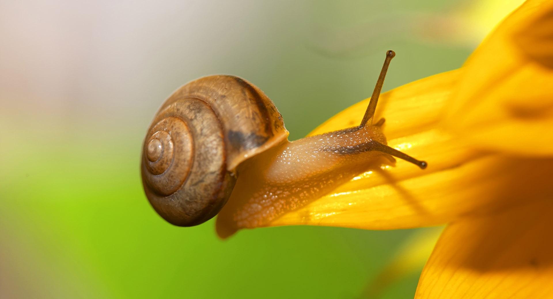 Brown Snail wallpapers HD quality