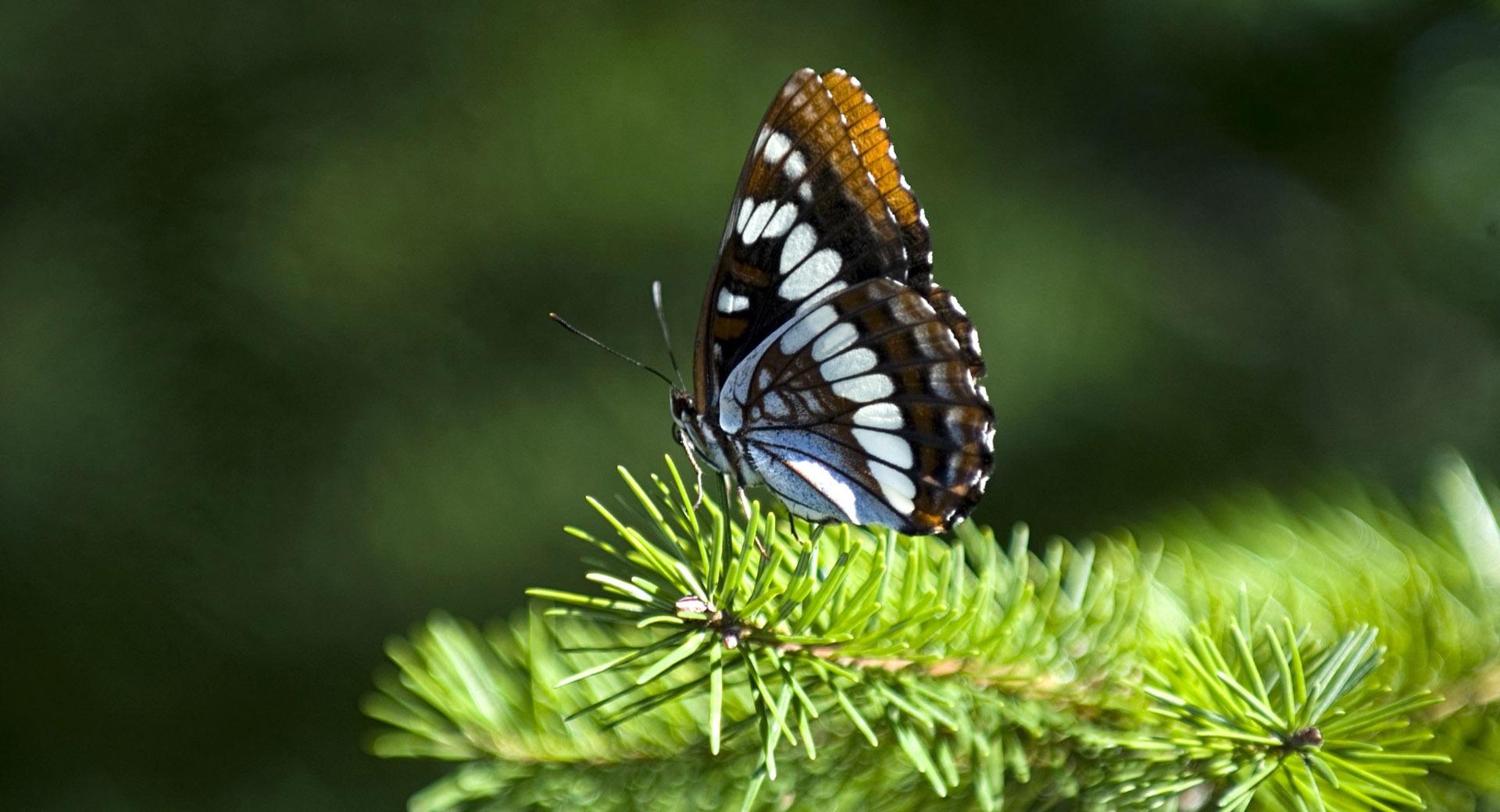 Butterfly On Fir Branch at 1024 x 768 size wallpapers HD quality