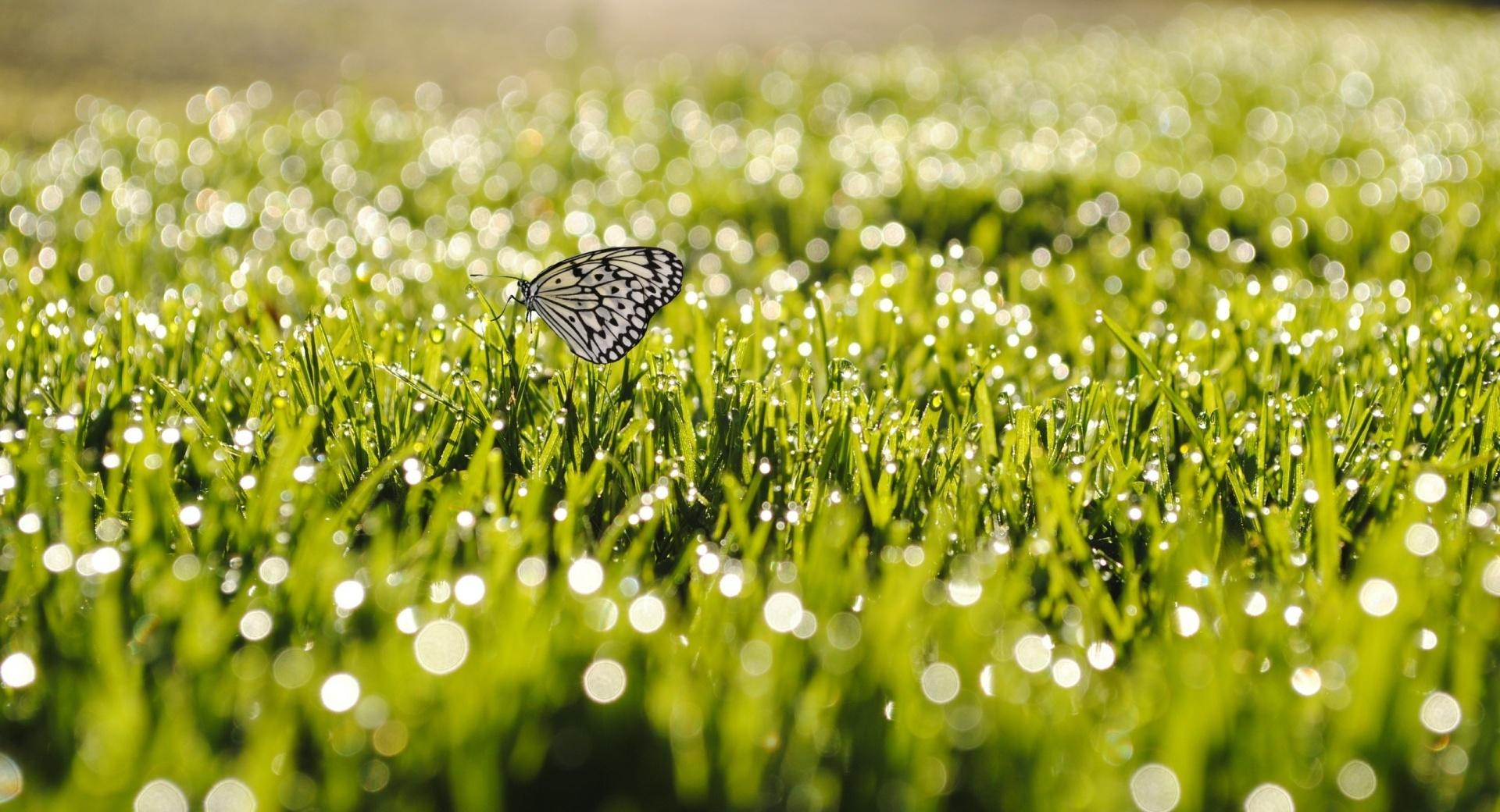 Butterfly On Grass wallpapers HD quality