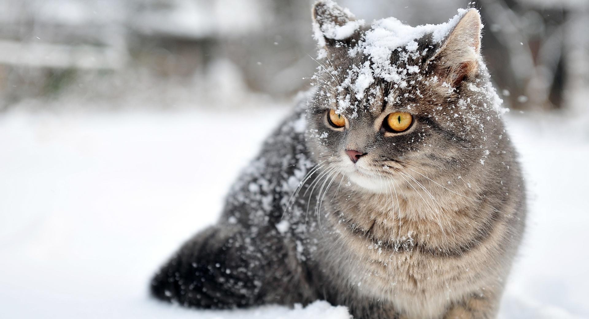 Cat Winter wallpapers HD quality