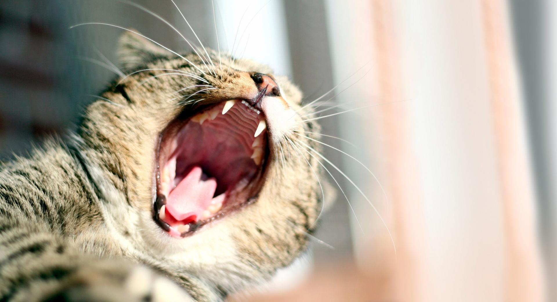 Cat Yawning at 1024 x 768 size wallpapers HD quality