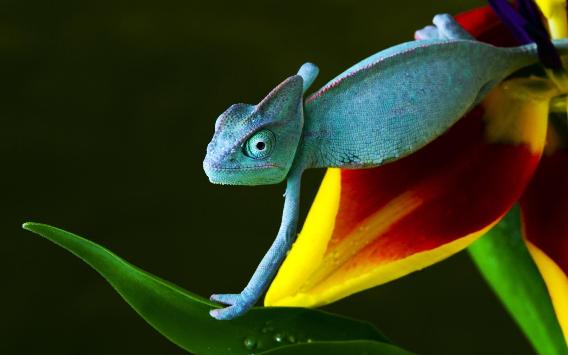 Chameleon wallpapers HD quality