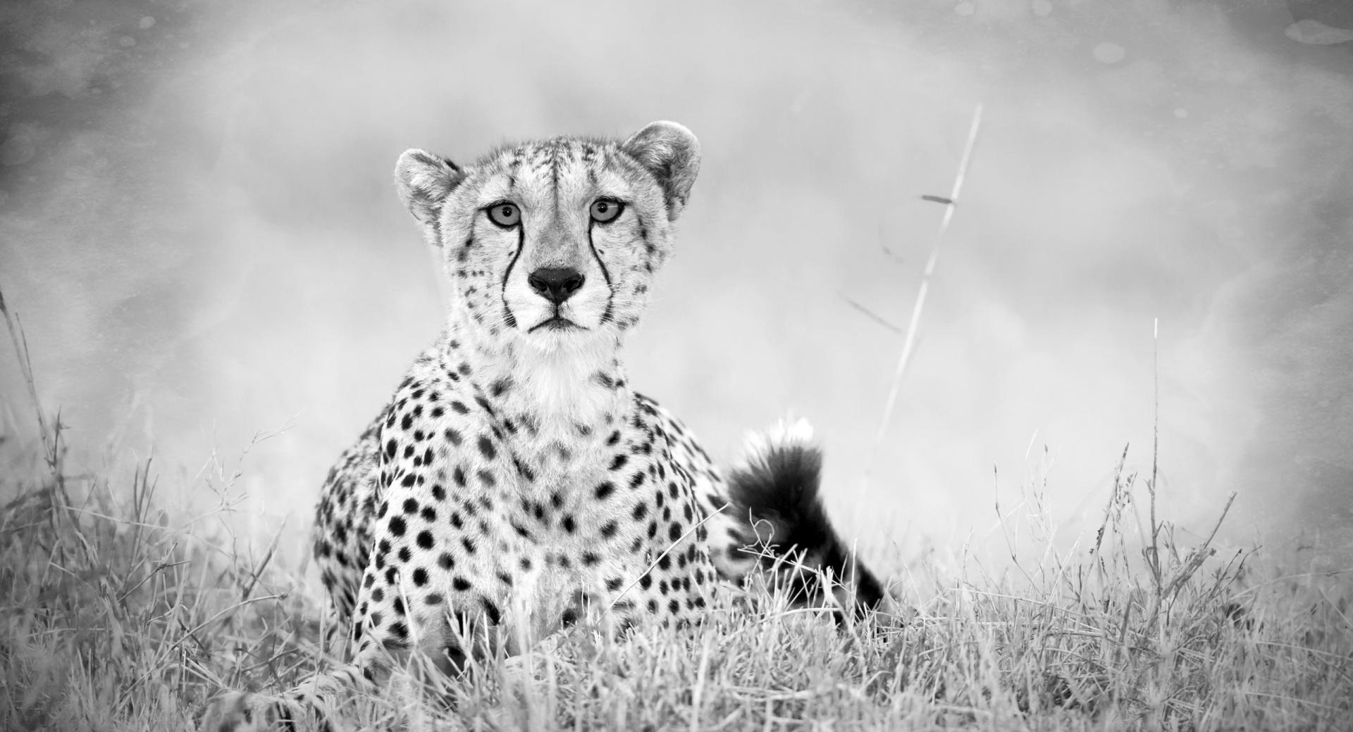 Cheetah Monochrome at 1024 x 1024 iPad size wallpapers HD quality