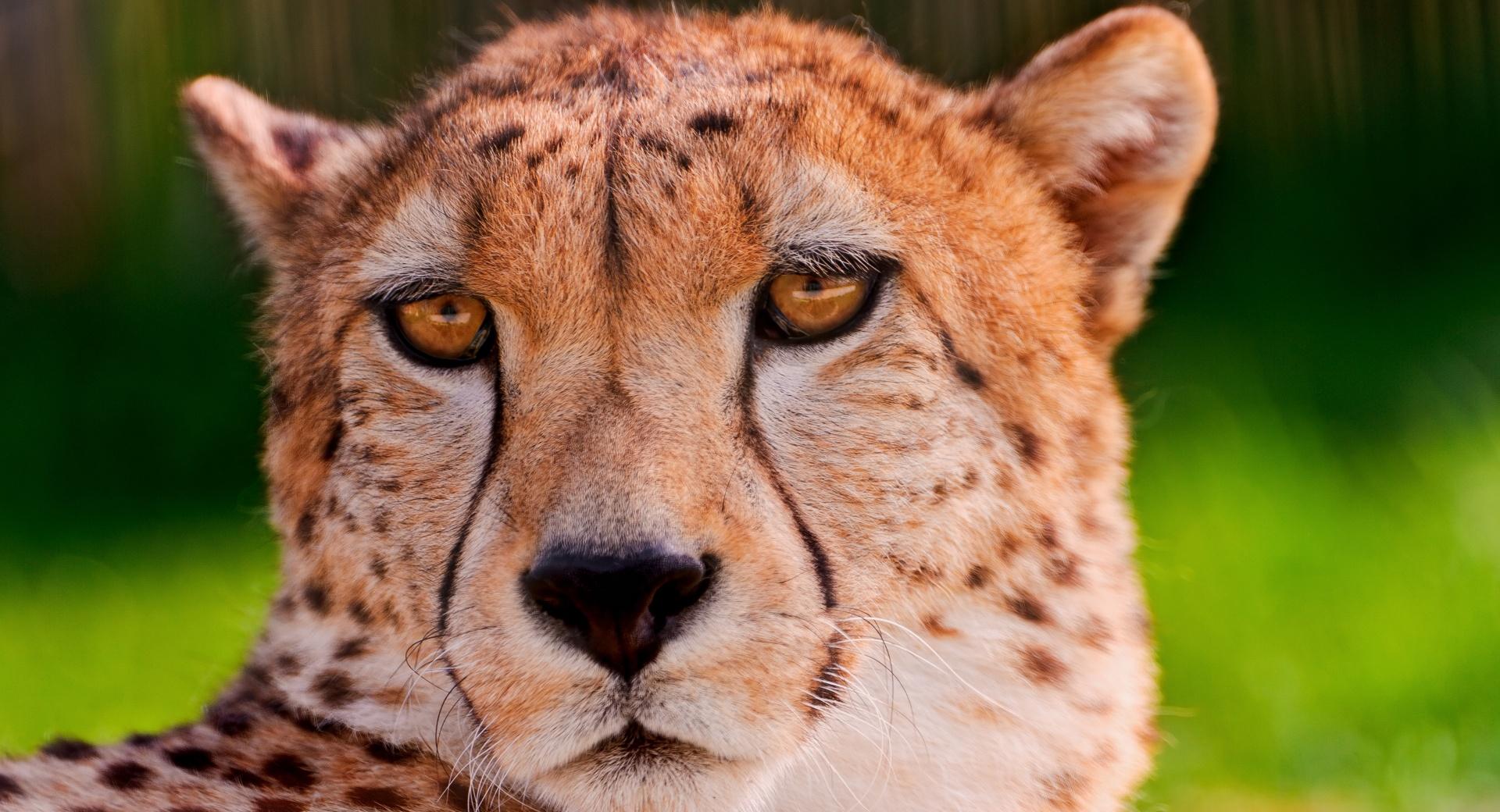 Cheetah Portrait at 1024 x 1024 iPad size wallpapers HD quality