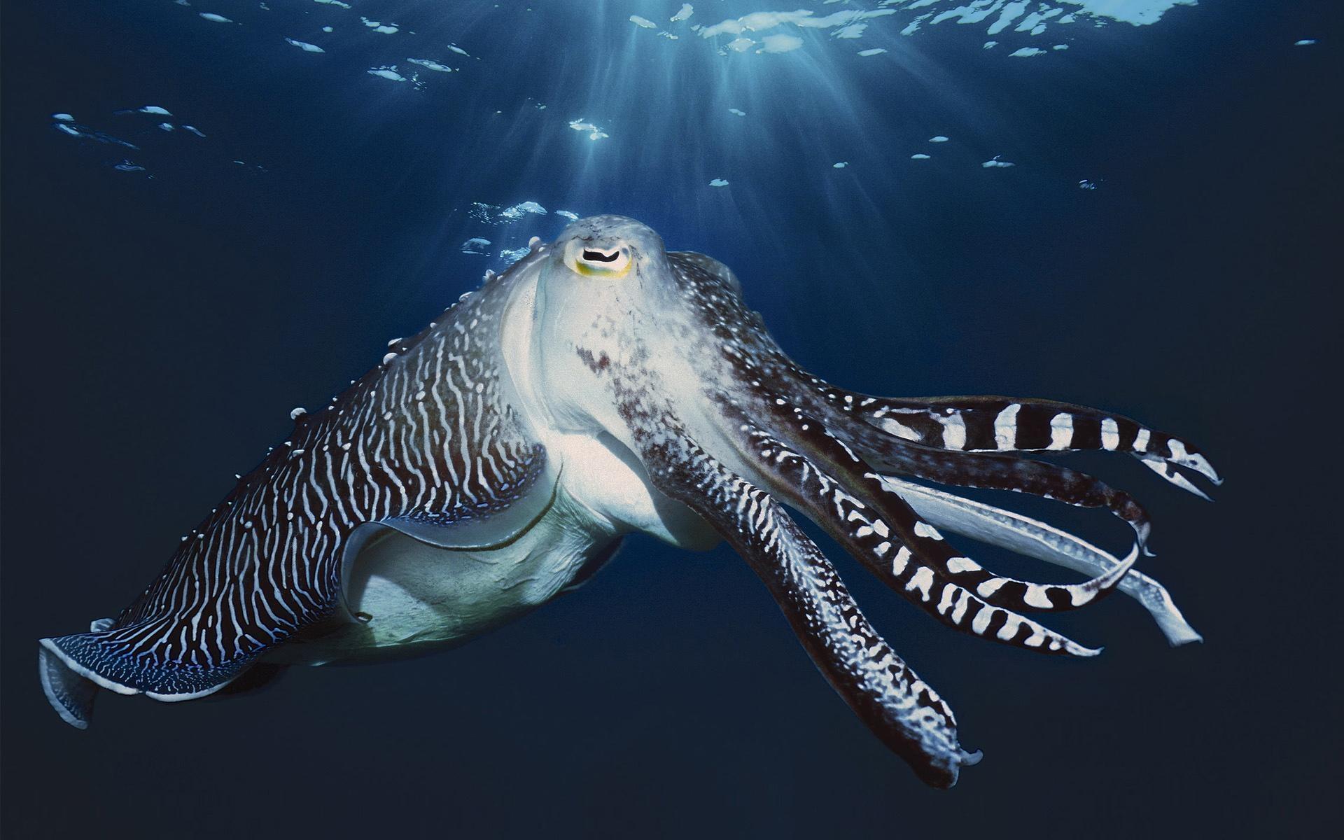 Cuttlefish at 1600 x 1200 size wallpapers HD quality
