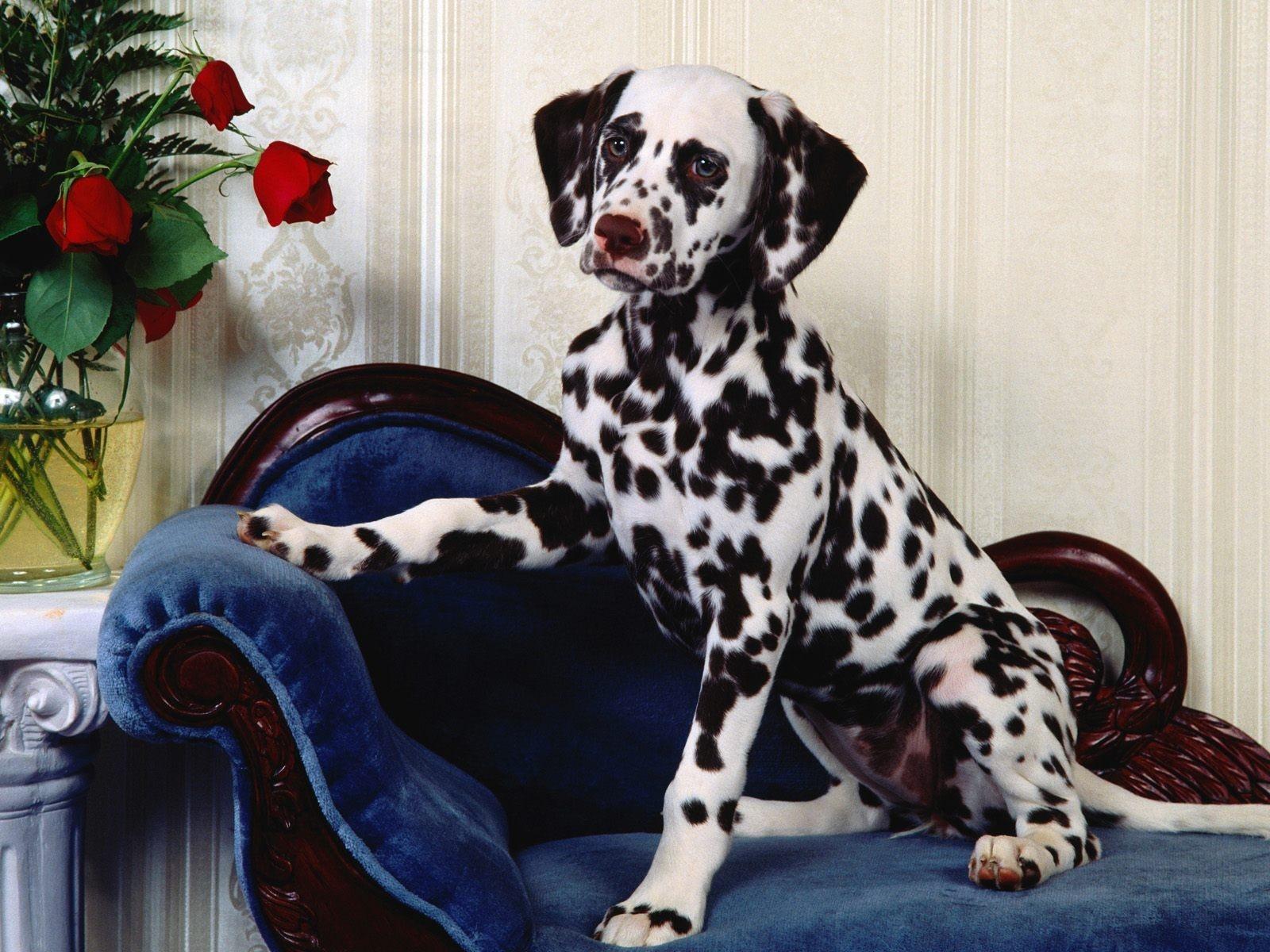 Dalmatian at 1024 x 1024 iPad size wallpapers HD quality