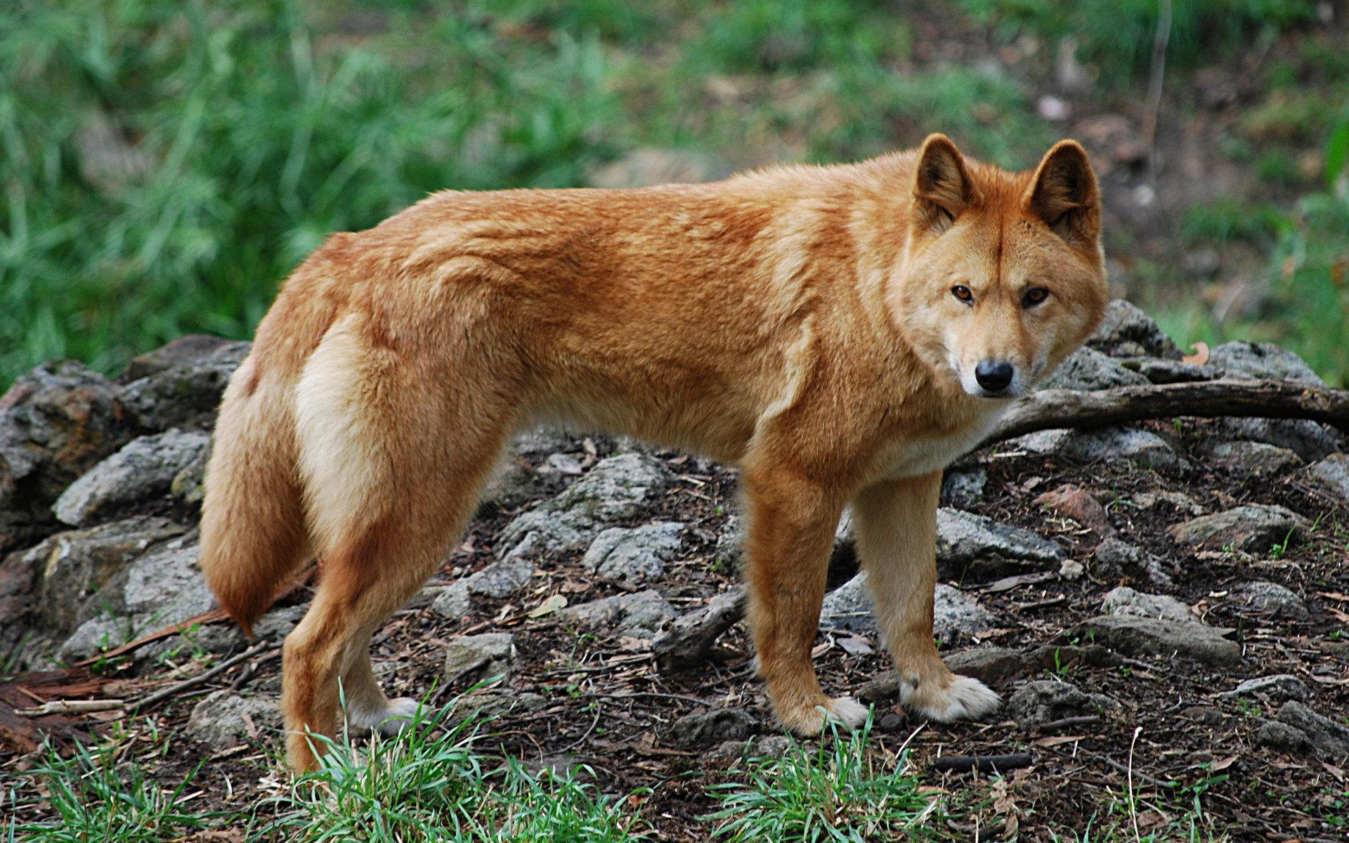 Dingo at 1152 x 864 size wallpapers HD quality