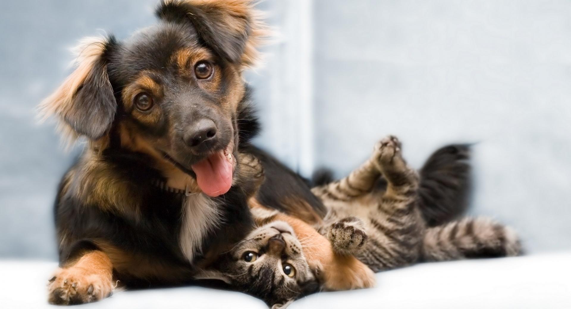 Dog And Cat Friendship at 1152 x 864 size wallpapers HD quality