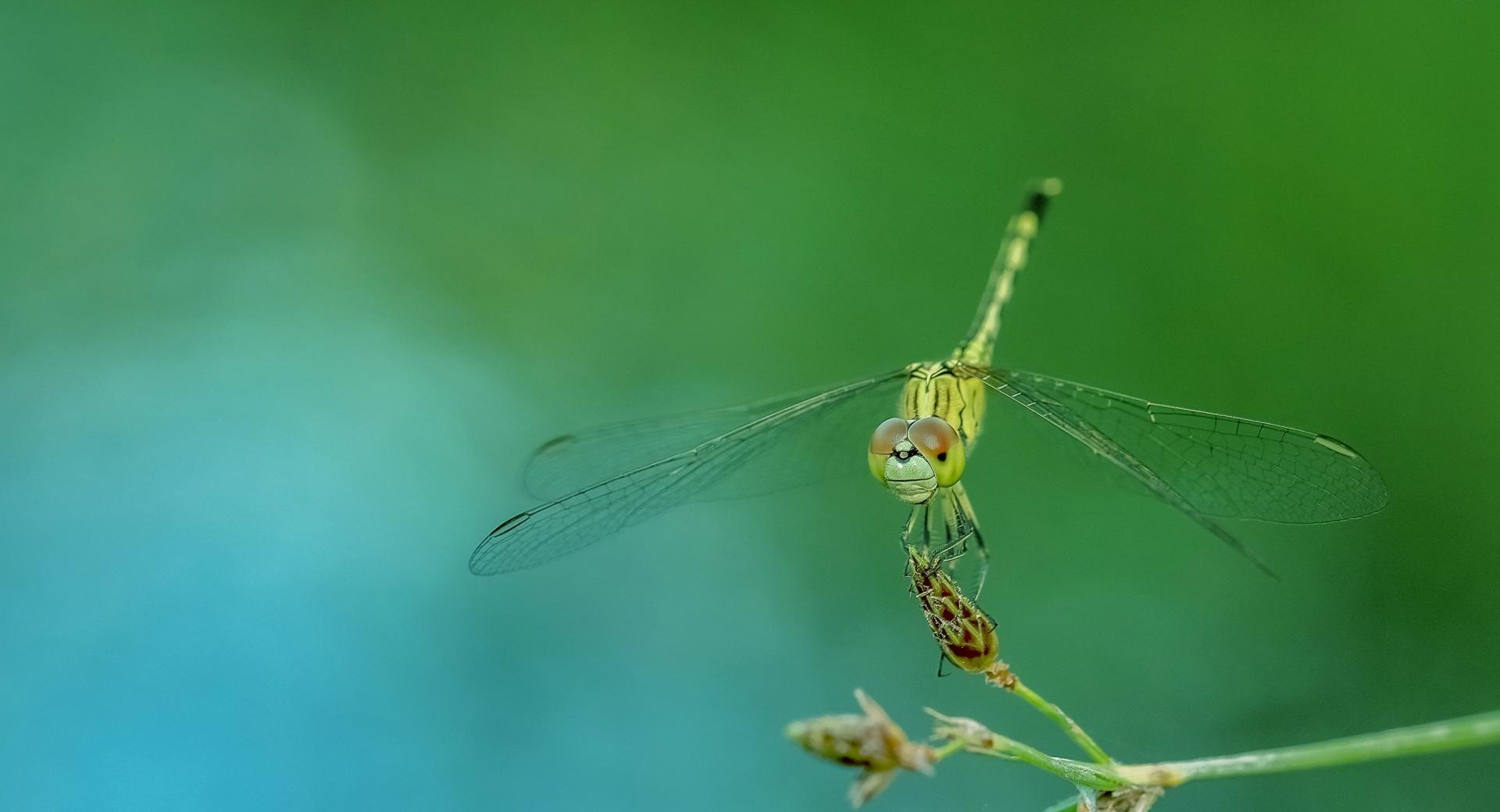 Dragonfly Close-up at 1600 x 1200 size wallpapers HD quality