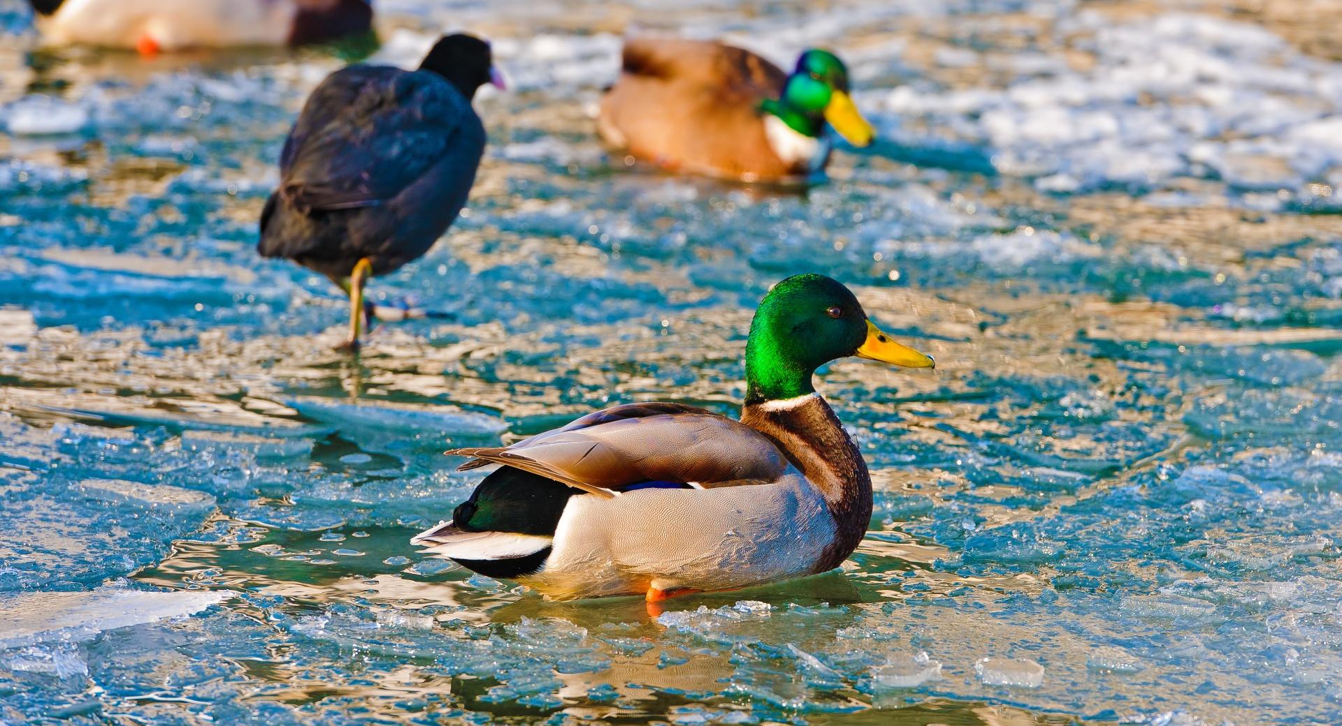 Ducks On Frozen Water at 1280 x 960 size wallpapers HD quality