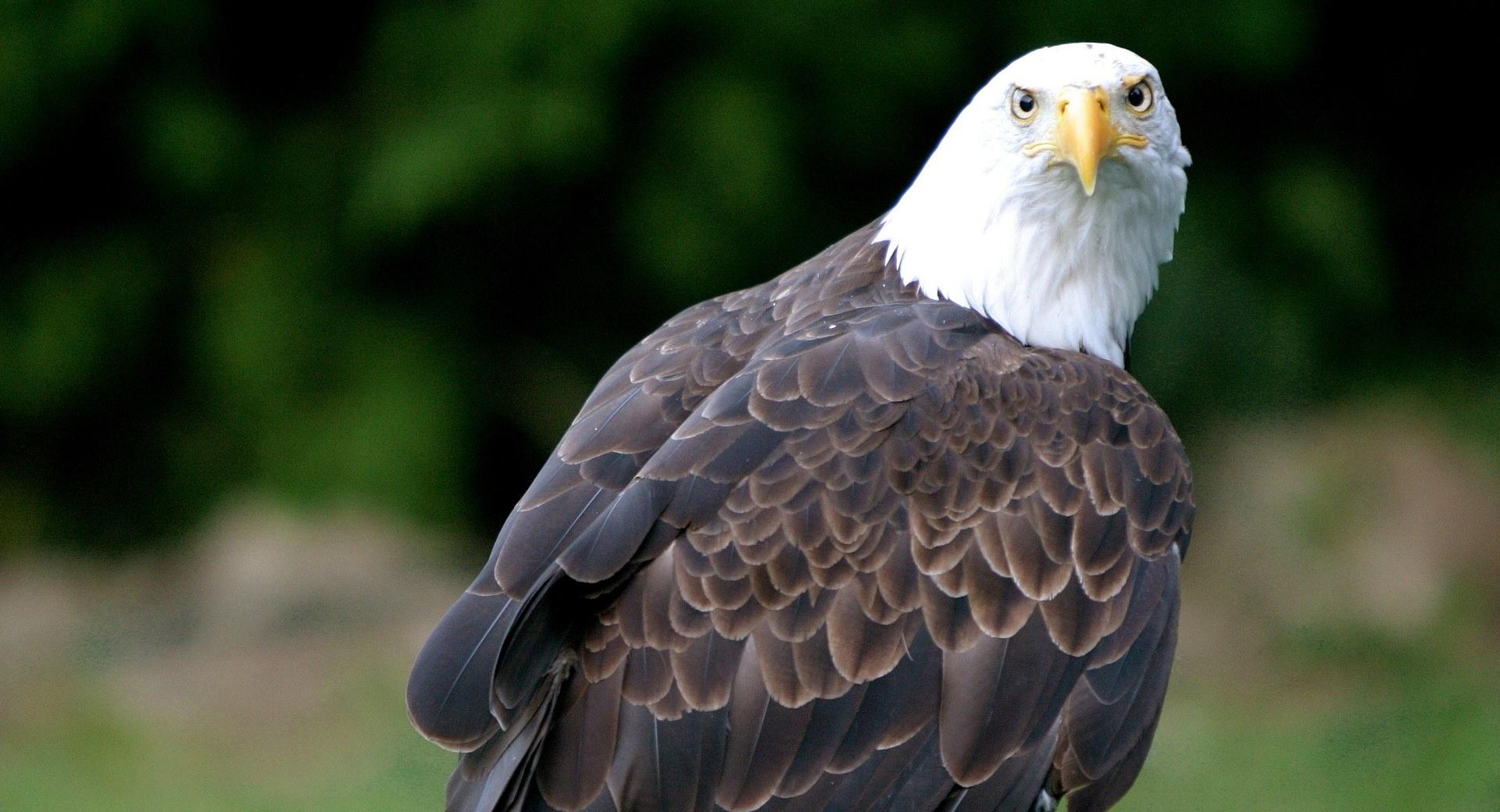 Eagle Looking at 1600 x 1200 size wallpapers HD quality
