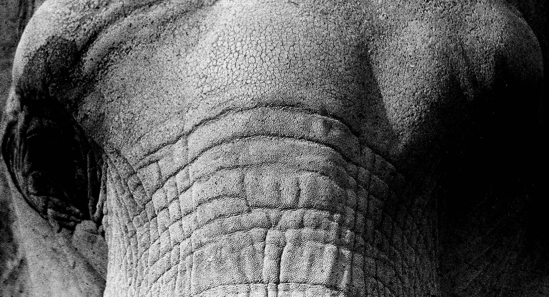 Elephant Face at 1152 x 864 size wallpapers HD quality