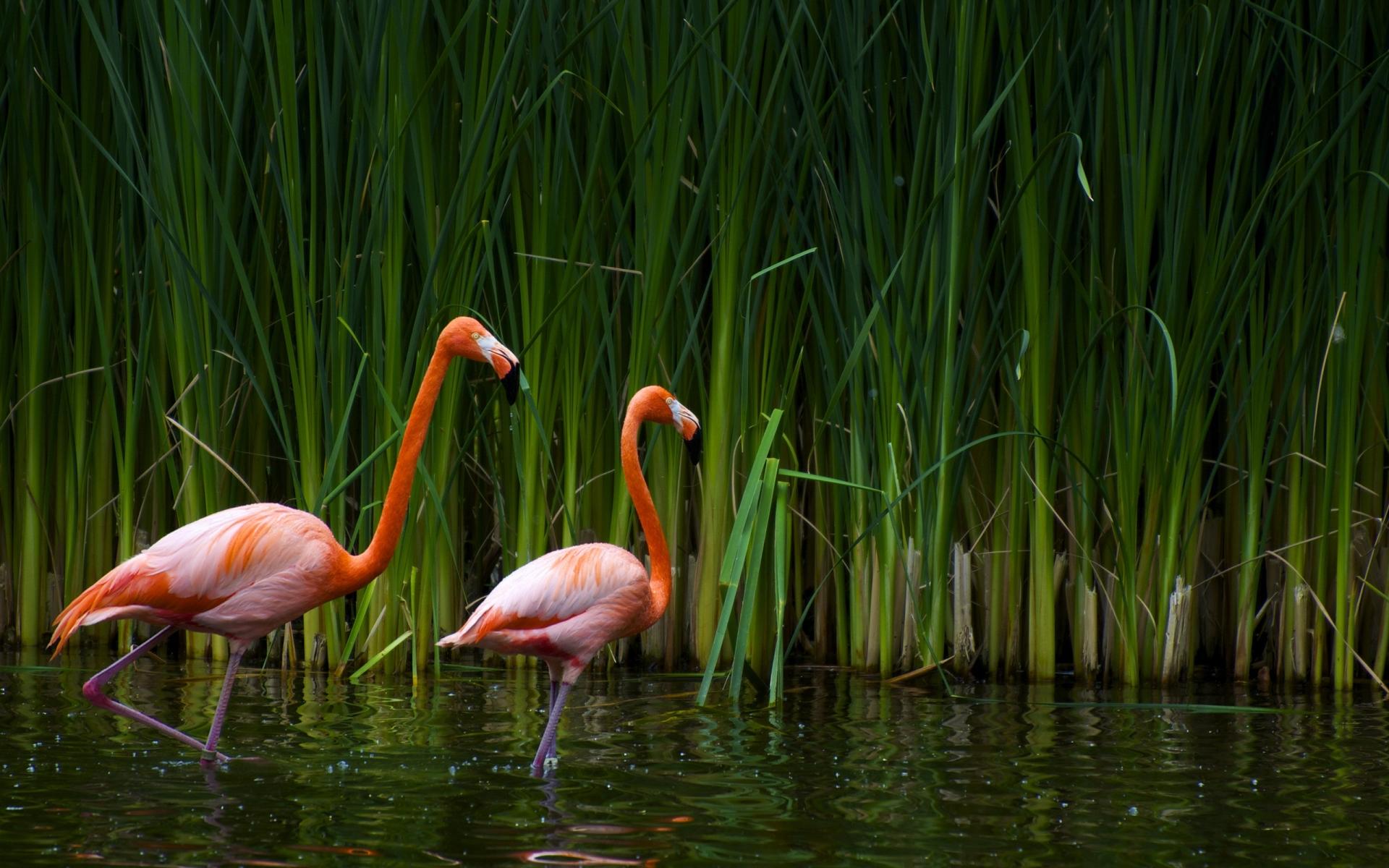Flamingo at 1152 x 864 size wallpapers HD quality