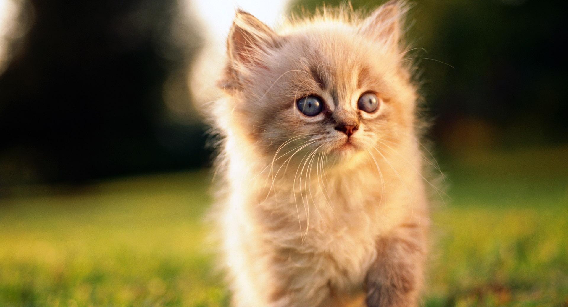 Fluffy Kitty at 640 x 1136 iPhone 5 size wallpapers HD quality