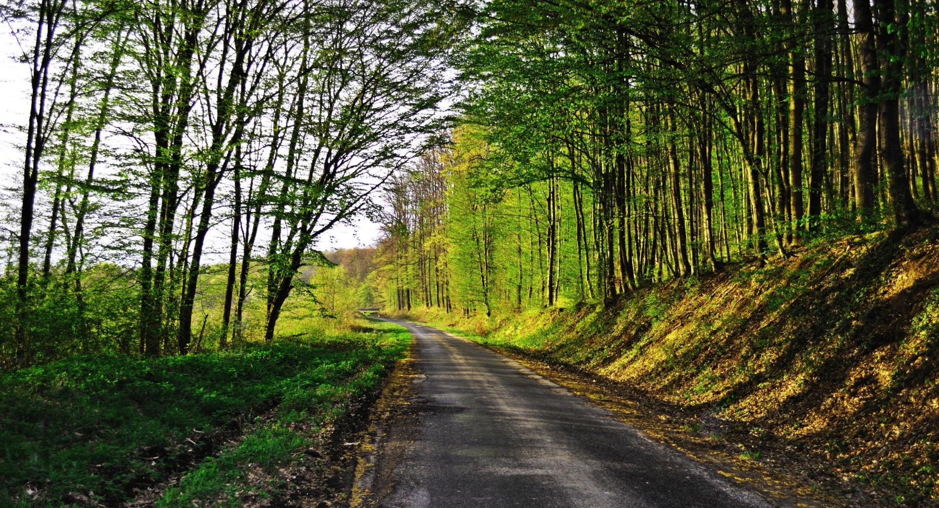 Forest Road at 1024 x 1024 iPad size wallpapers HD quality