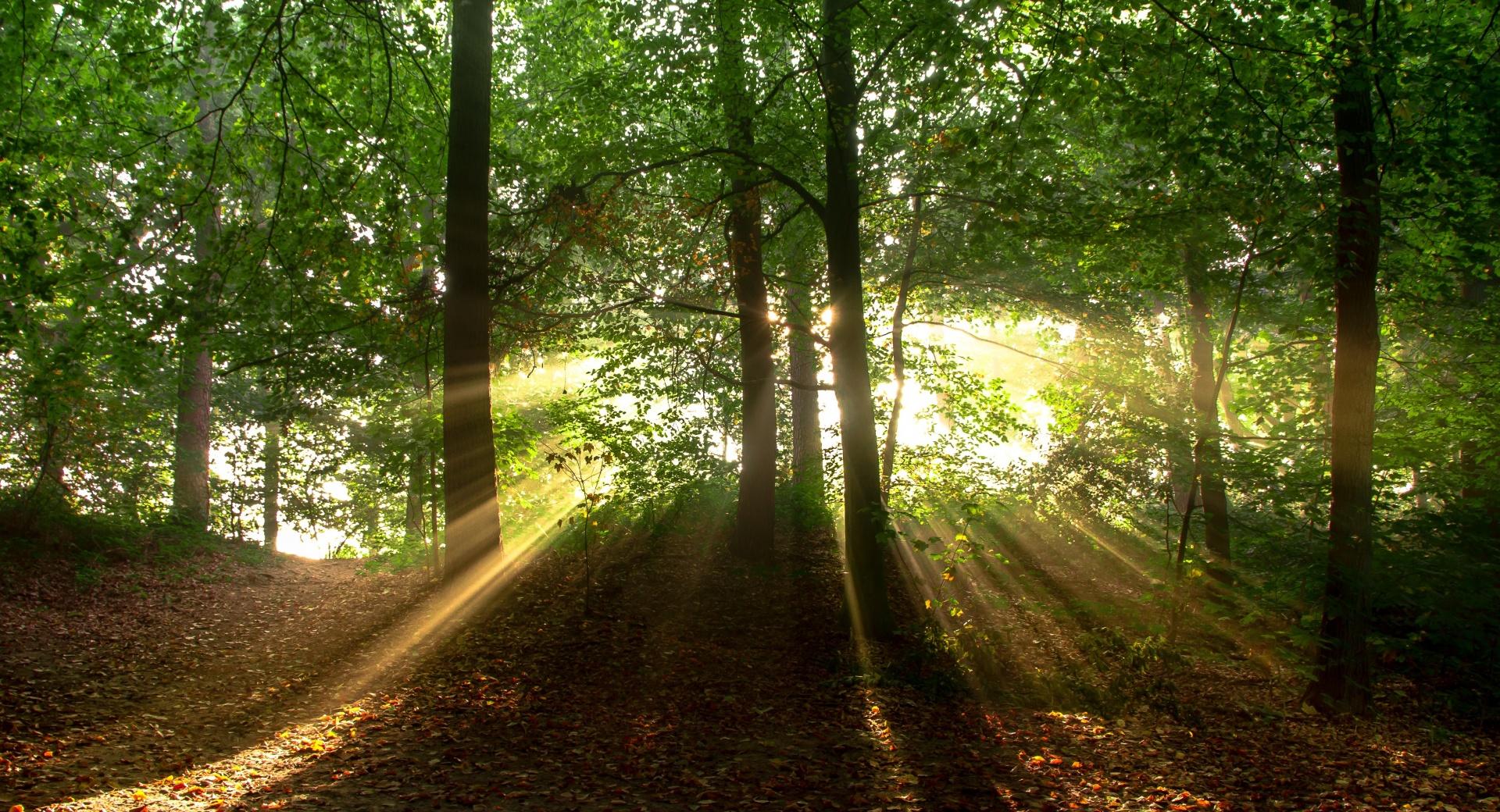 Forest Sunrise at 640 x 1136 iPhone 5 size wallpapers HD quality