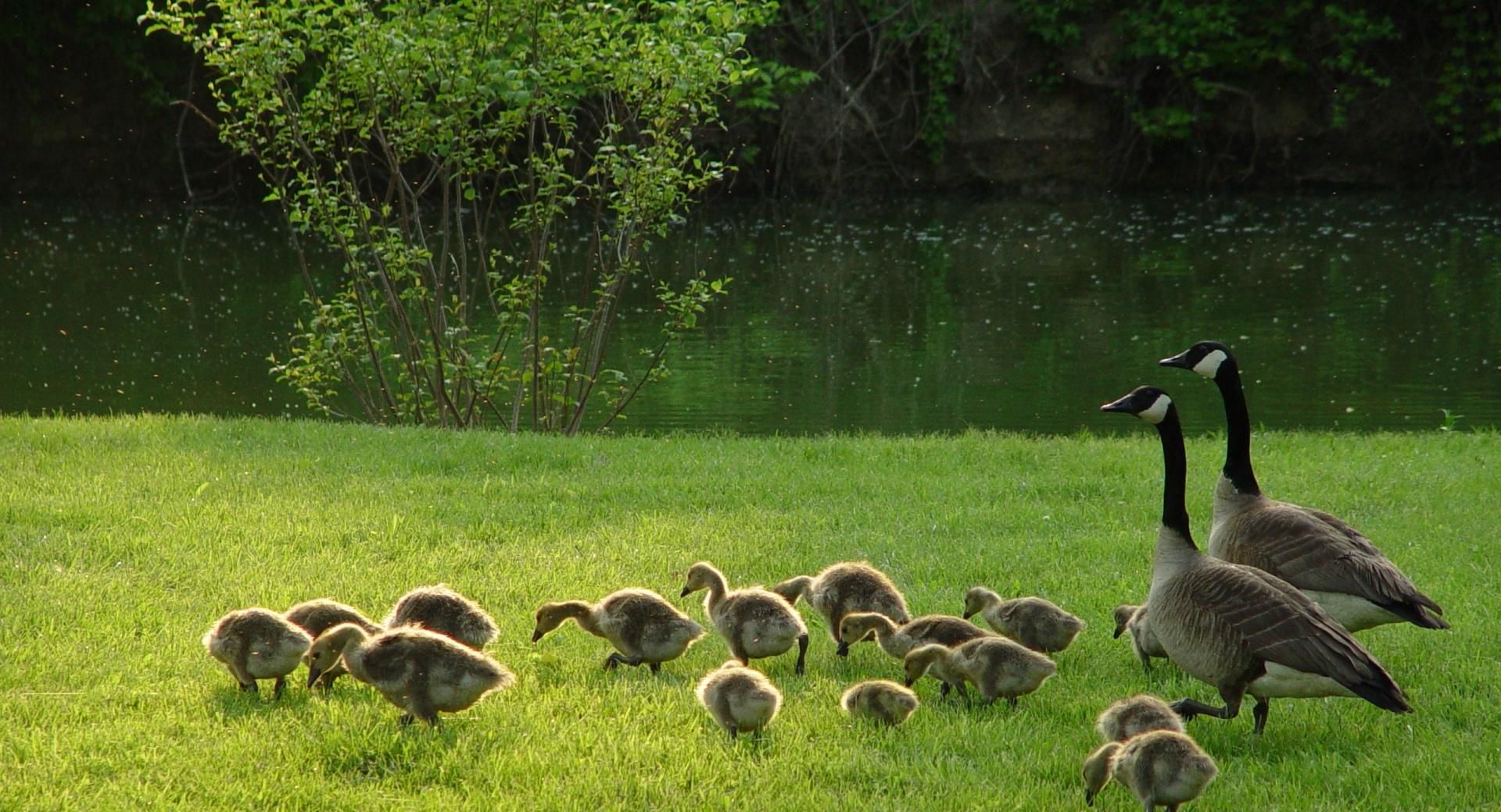 Geese And Goslings at 1600 x 1200 size wallpapers HD quality