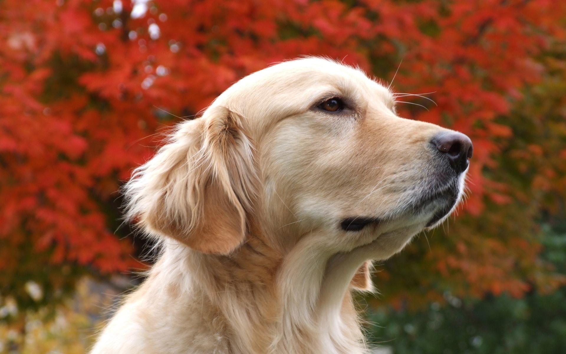 Golden Retriever at 1280 x 960 size wallpapers HD quality