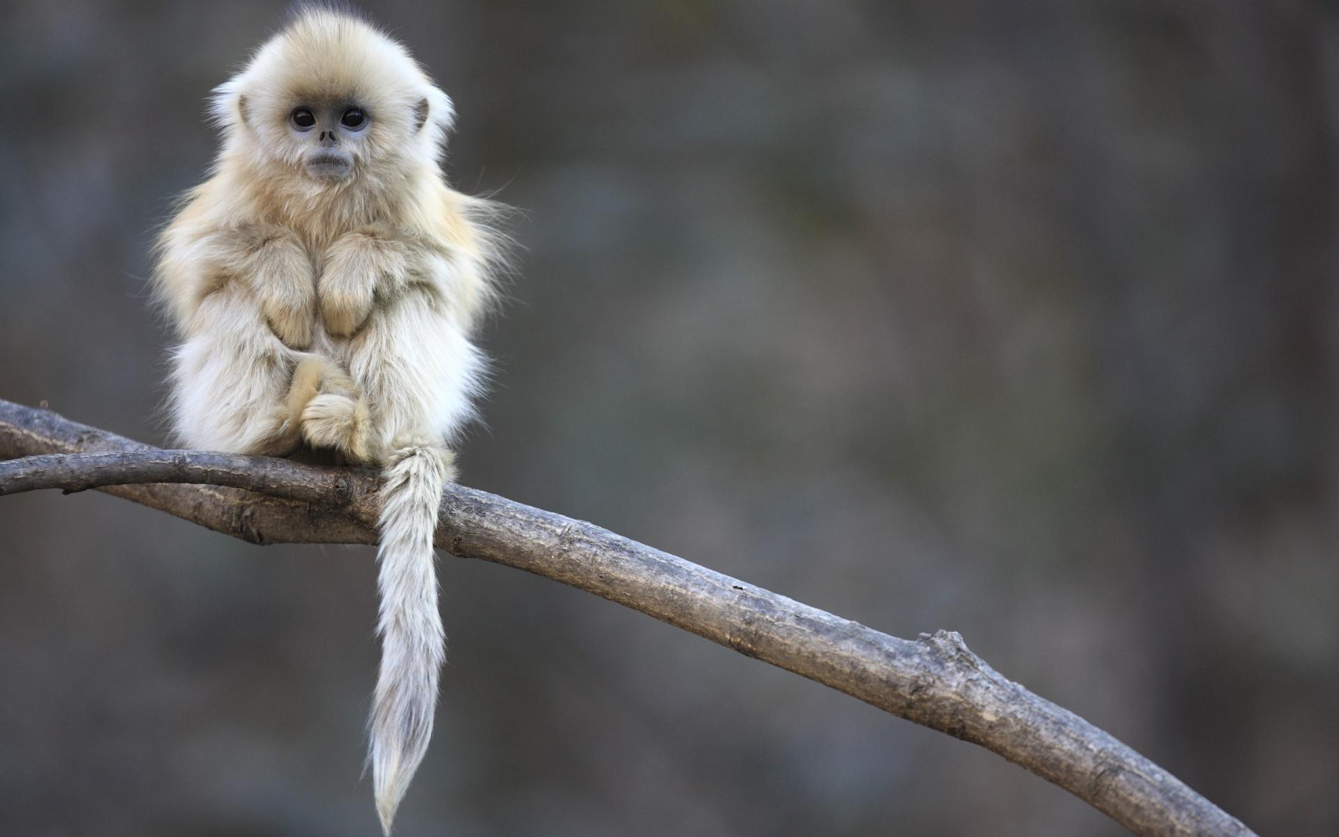 Golden Snub-nosed Monkey at 1024 x 1024 iPad size wallpapers HD quality